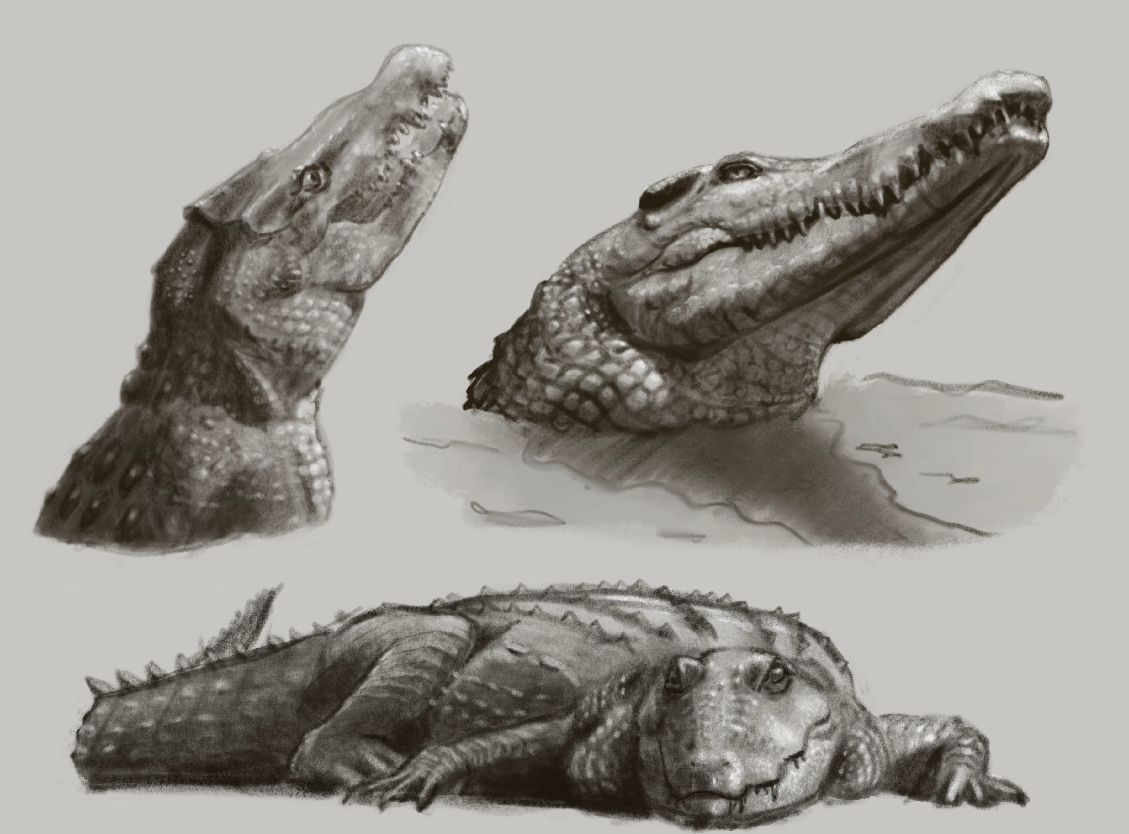 crocigators