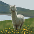 llama