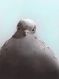 pigeon